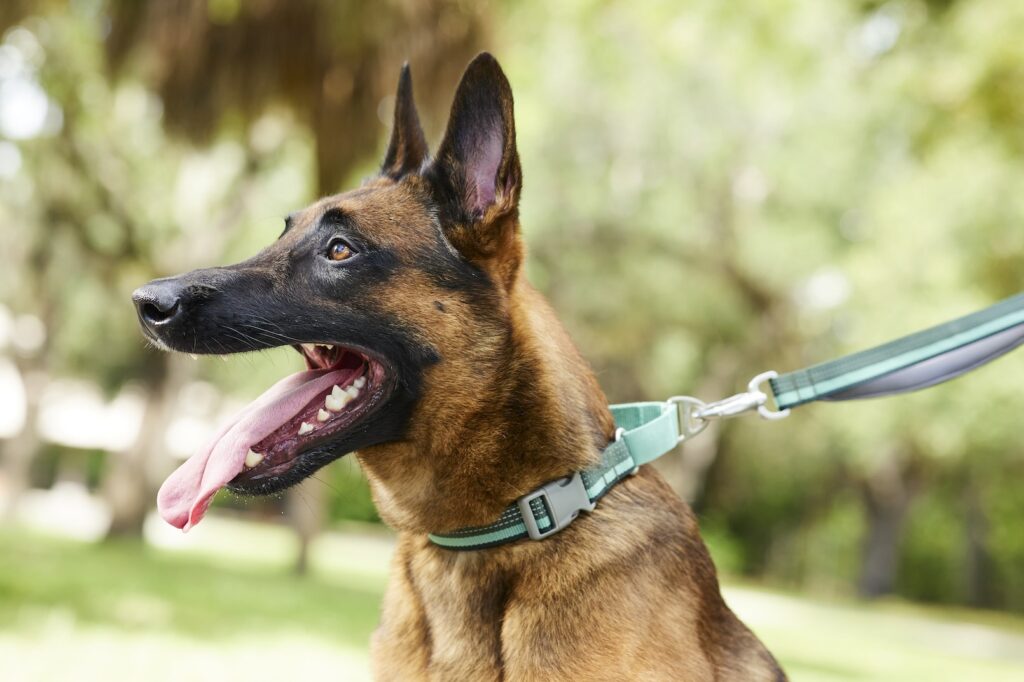 A Belgian Malinois with his ears pricked up on a leash. Learn the differences between Belgian Malinois vs. Dutch Shepherds