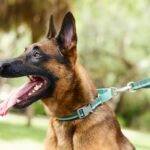 Dutch Shepherd vs. Belgian Malinois: How Are They Different?