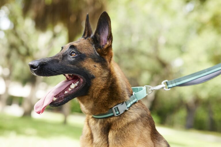 A Belgian Malinois with his ears pricked up on a leash. Learn the differences between Belgian Malinois vs. Dutch Shepherds