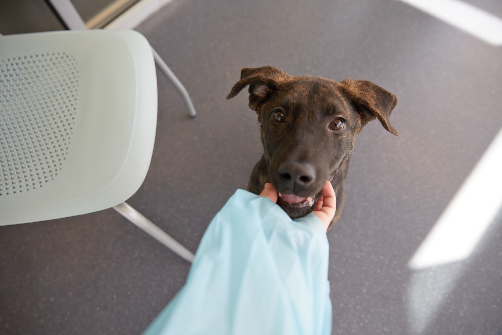 A Dutch Shepherd puppy being pet on the chin