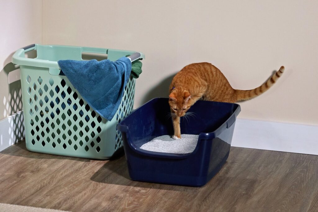 How much cat litter should you use? An orange tabby cat places a paw into the litter box.