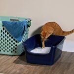 How Much Cat Litter Should I Use?