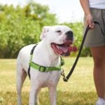 American Bulldog vs. Pit Bull: What’s the Difference?