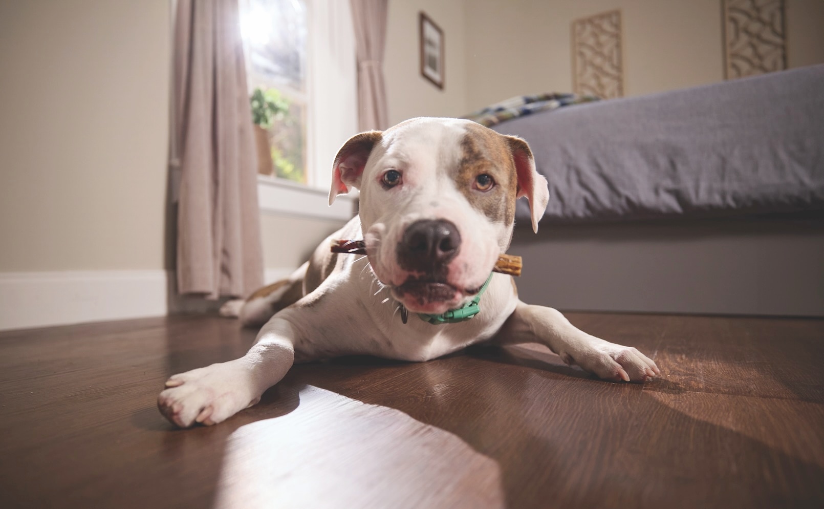 A white and brown pit bull lying on the floor and chewing a chew
