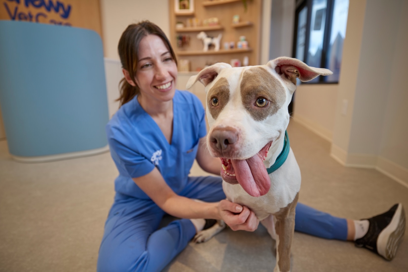 A brown and white Pit Bull at the vet, being pet by a veterinarian