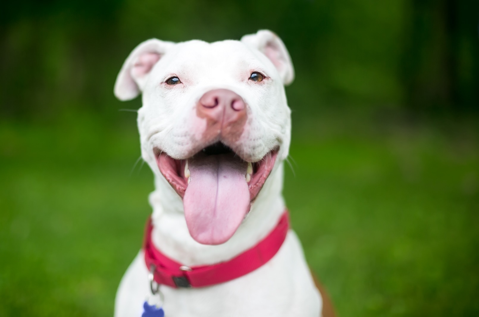 A white Pit Bull dog smiling outside in shallow focus