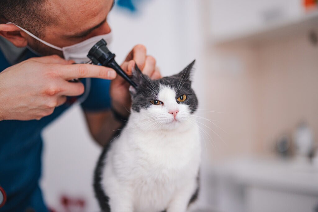 cat ear problems; a cat’s ears are examined by their veterinarian.