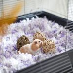 Hamster Bedding: What’s Safe and What’s Not