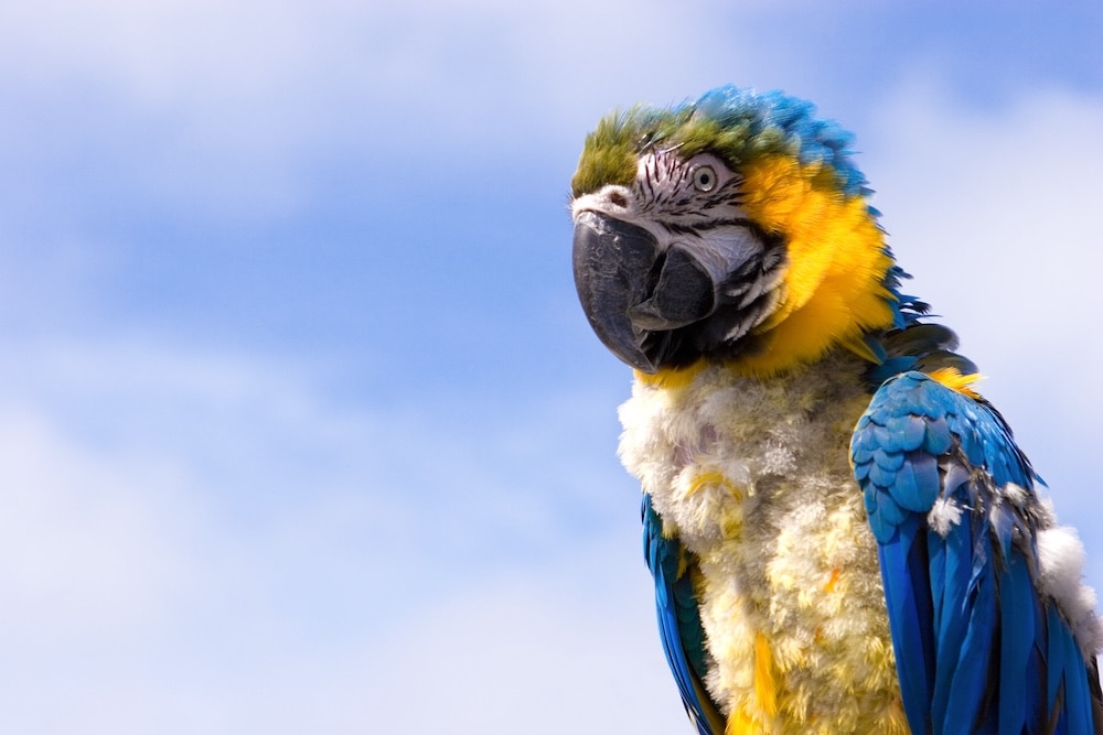 parrot molting