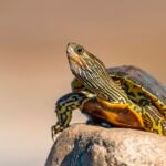 Are Turtles Reptiles?