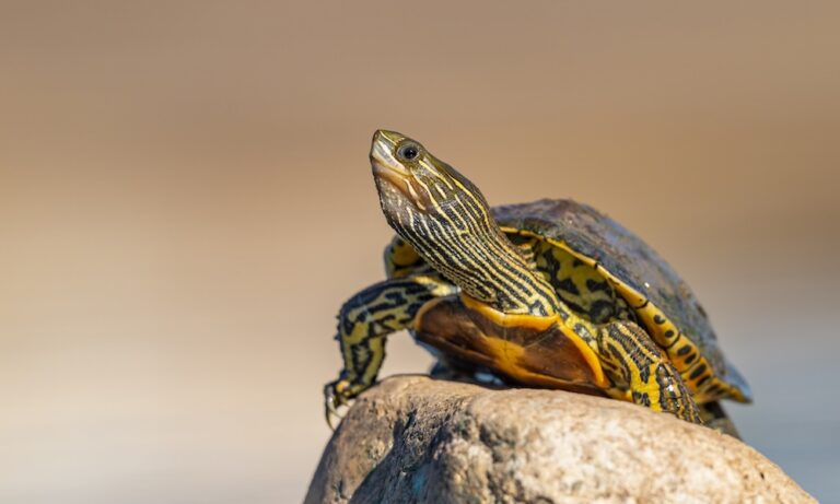 striped turtle looking out over water