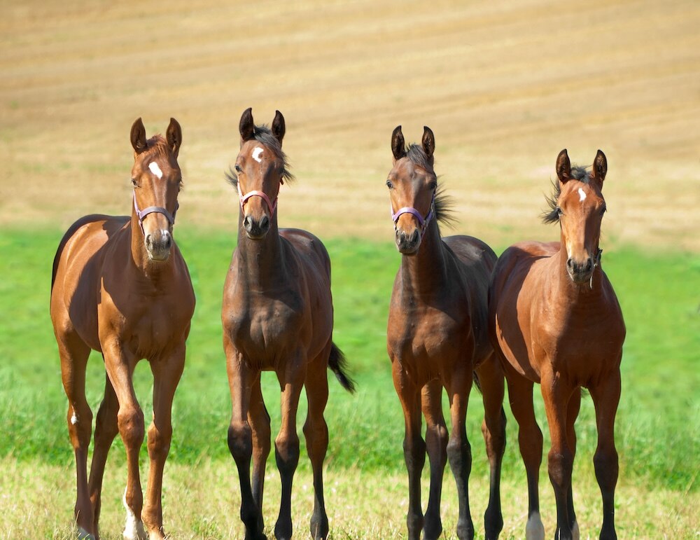 Four young horses standing together in a field