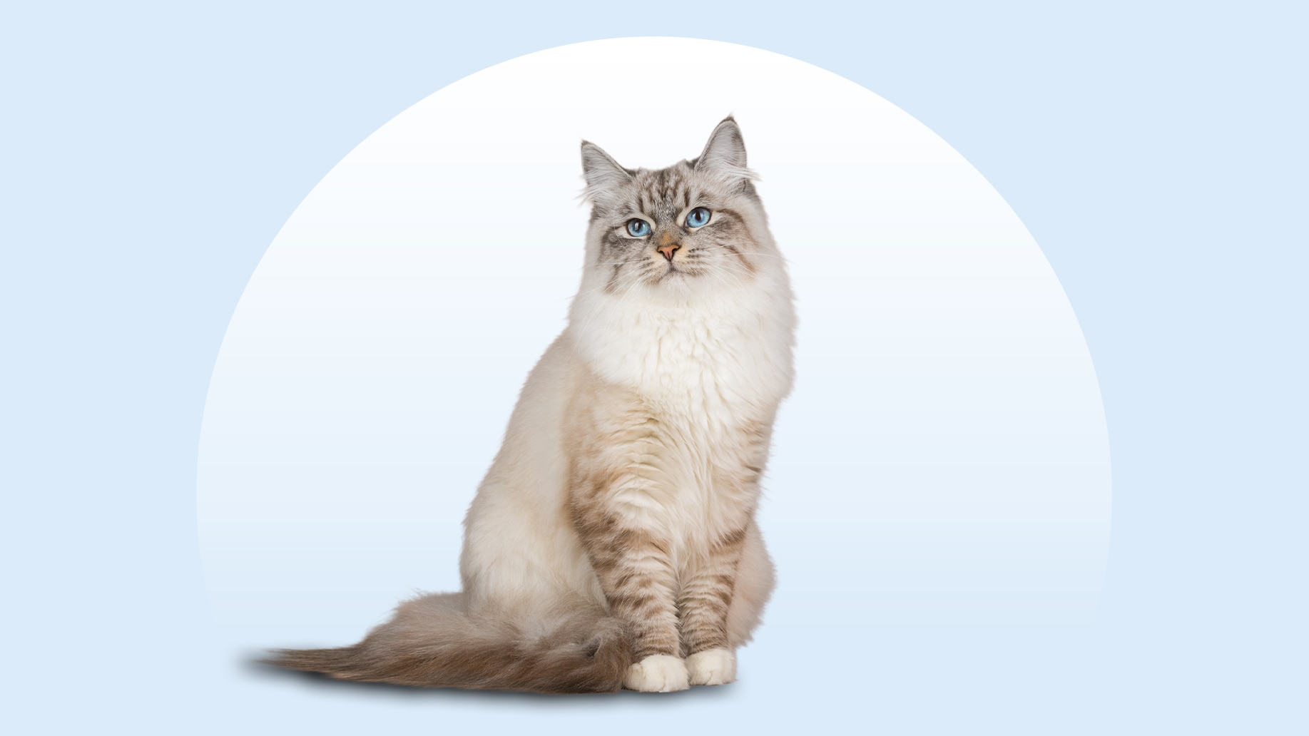 A Siberian cat sitting on an isolated blue background