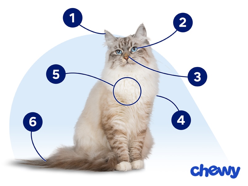 Photo of a Siberian Cat