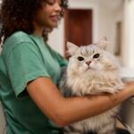 A silver Siberian cat sitting in a woman's lap as she works at a computer