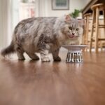 Silver Siberian cat eating from a bowl