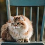 A Golden Siberian cat crouching on a chair