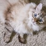 Siberian cat rolling on carpet