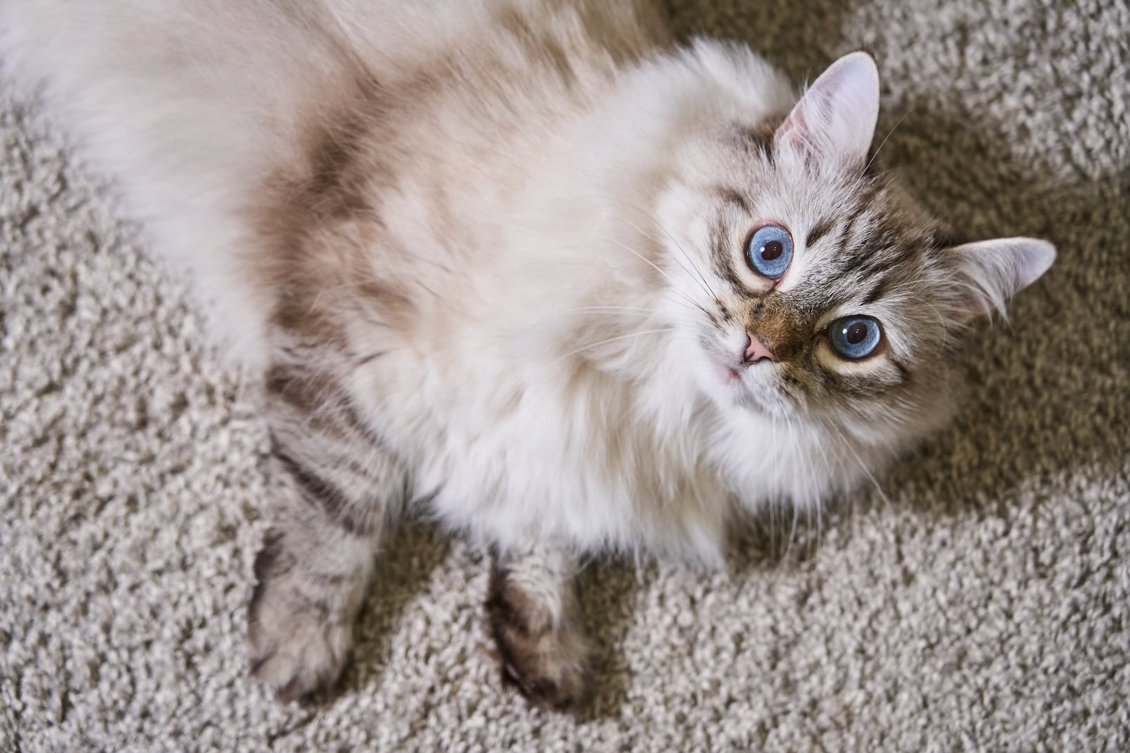 Siberian cat rolling on carpet