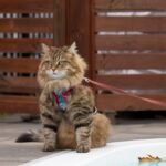 A brown tabby Siberian cat on a leash and harness