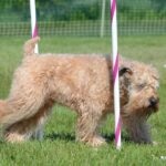 A Soft Coated Wheaten Terrier navigating an agility course