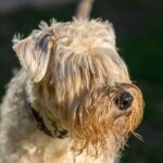 A close-up of a Soft Coated Wheaten Terrier's face with long bangs