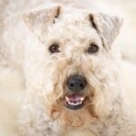 close-up of a groomed Soft Coated Wheaten Terrier's face