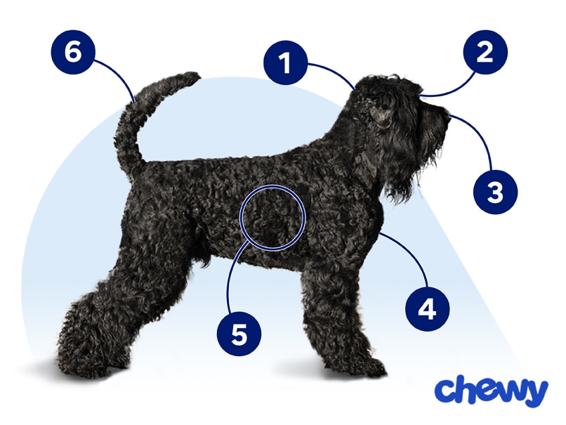 Photo of a Black Russian Terrier