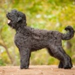A Black Russian Terrier standing to the side outside in the fall