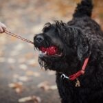 A Black Russian Terrier playing with a red tug toy