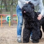 A person handling a large Black Russian Terrier at a park