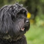 A close-up of a Black Russian Terrier's face
