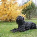 A Black Russian Terrier lying down in front of a bright yellow tree
