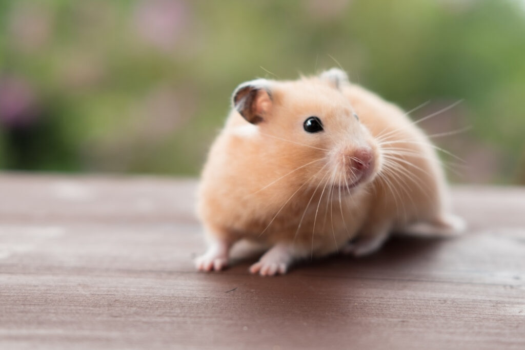 are hamsters blind; a hamster looks around.