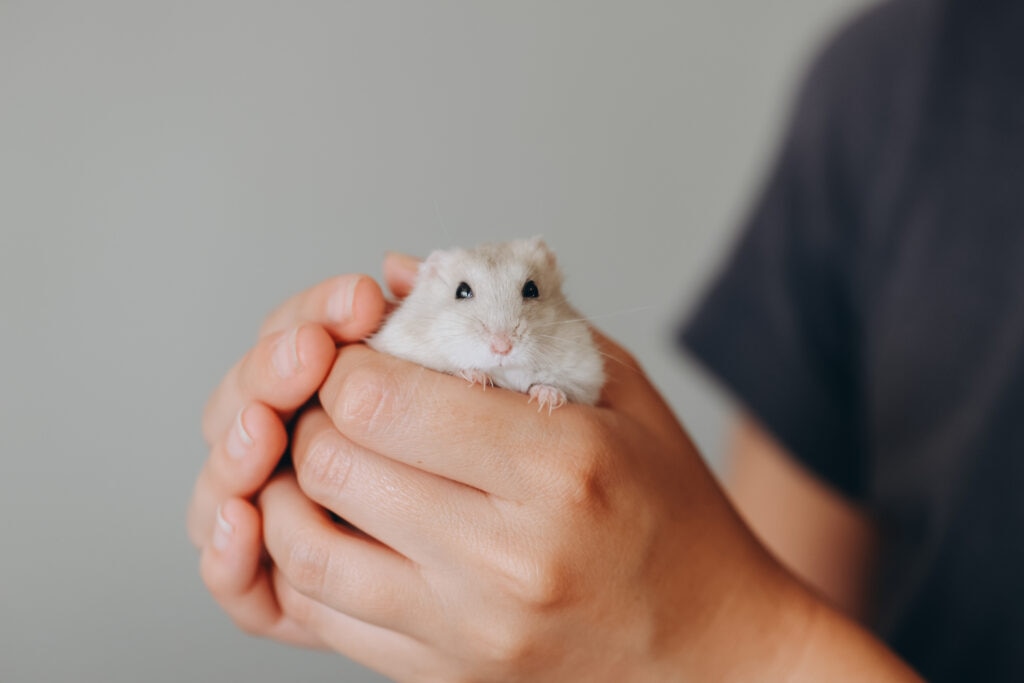 why is my hamster sneezing; a vet holds a hamster in their hands.