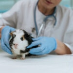 Guinea Pig Pregnancy: What To Expect and How To Care for a Pregnant Guinea Pig