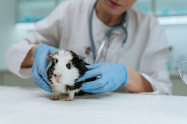 guinea pig pregnancy; a veterinarian examines a guinea pig.