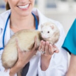 Adrenal Disease in Ferrets: Signs, Treatment, and What Pet Parents Should Know