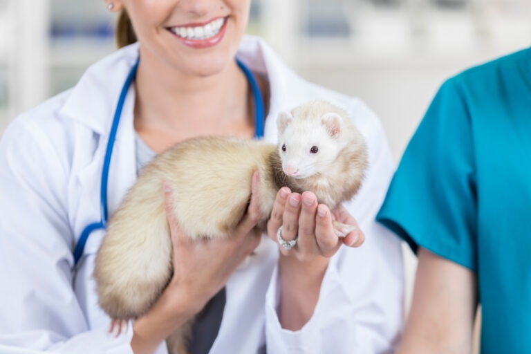 adrenal disease in ferrets; a ferret is held by their vet.