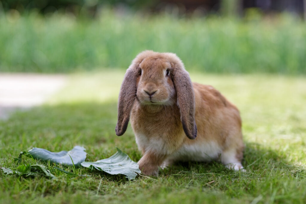 how to keep your rabbit cool in the summer; a bunny sits on the grass.