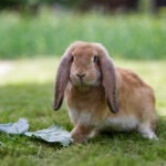 How To Keep Your Rabbit Cool in the Summer