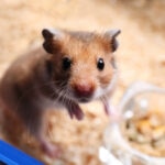 What Does Normal Hamster Poop Look Like? A Pet Parent’s Guide