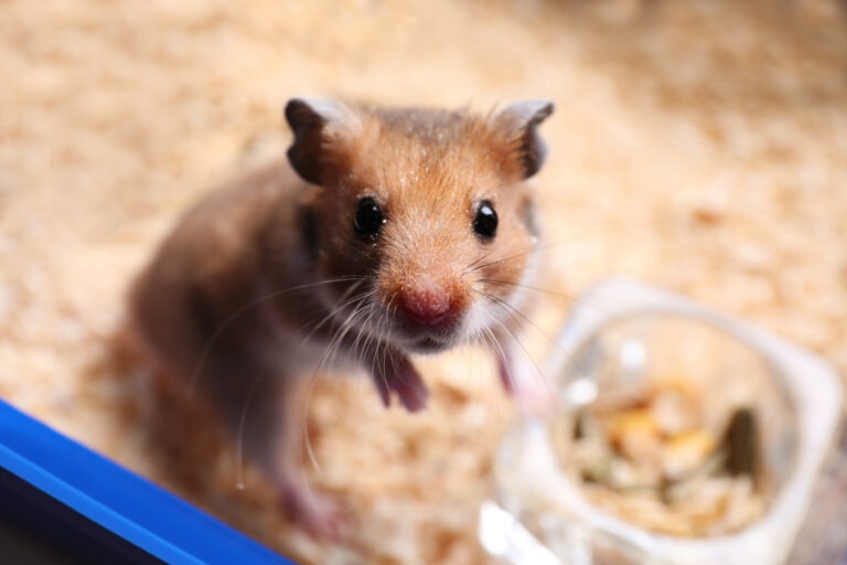 what does normal hamster poop look like; a hamster looks up at their pet parent.