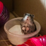 Do Hamsters Need Baths? Here’s What Pet Parents Should Know