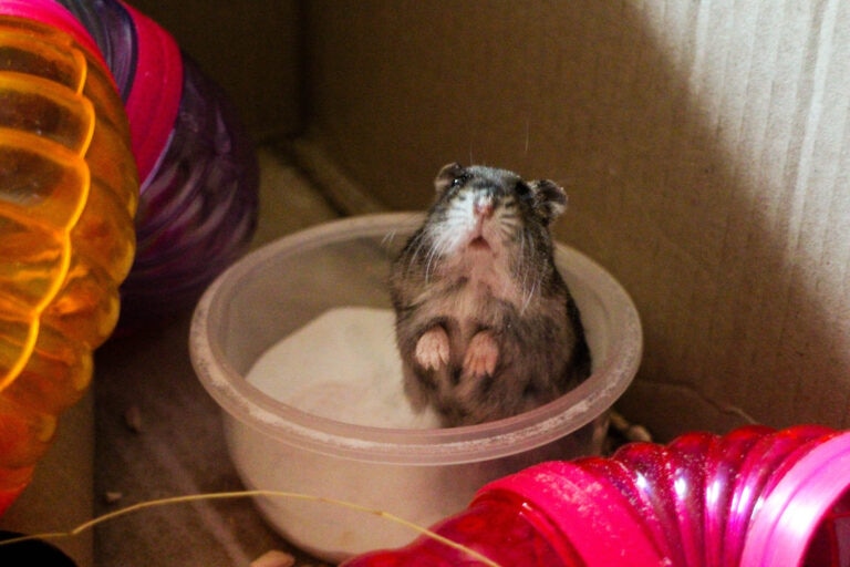 do hamsters need baths; a hamster sits in a sand bath.