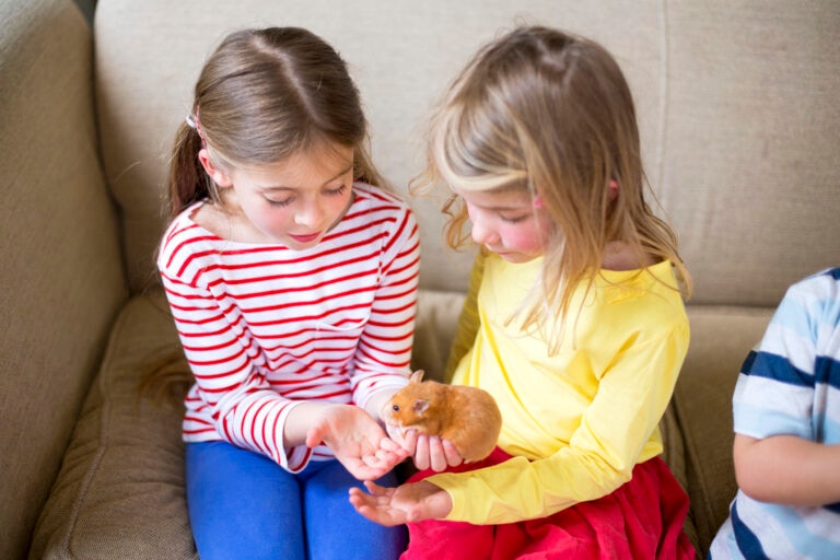 are hamsters good pets for kids; two young girls hold a hamster.