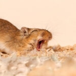Are Gerbils Nocturnal?