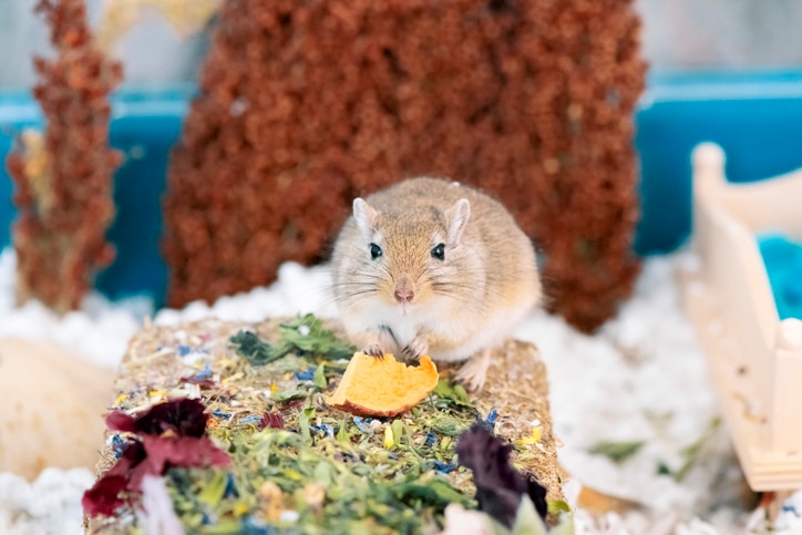A brown gerbil eats a dried apple in his spacious enclosure.
