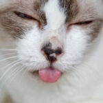 Stomatitis in Cats: Signs, Causes, and Treatment