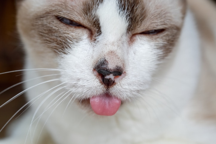 A white and gray cat with closed eyes sticks his tongue out.